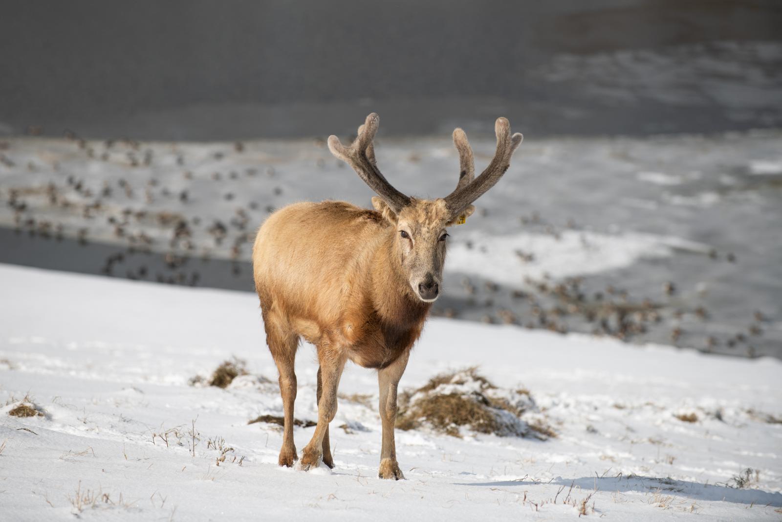 Pere david online deer